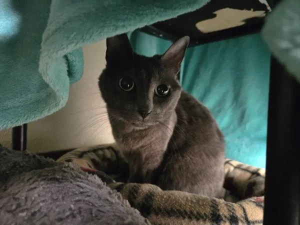 An adult small-sized female Domestic Short Hair cat named Heather Grey for adoption in Oceanside, CA
