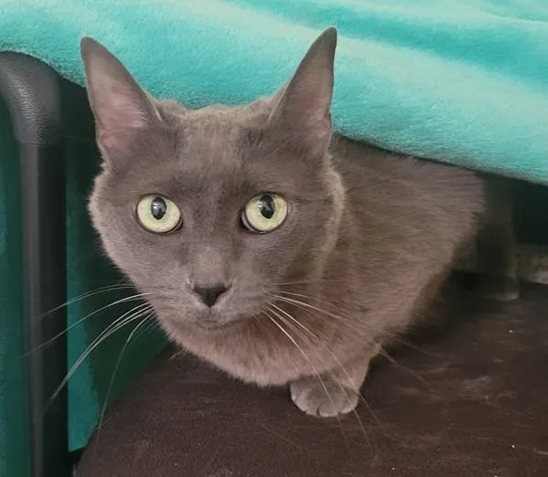 Heather Grey thumbnail 2