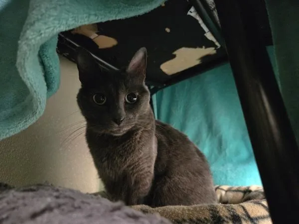 Heather Grey thumbnail 3