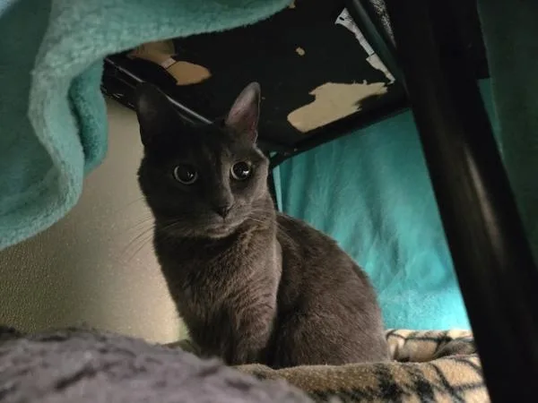 Heather Grey thumbnail 5