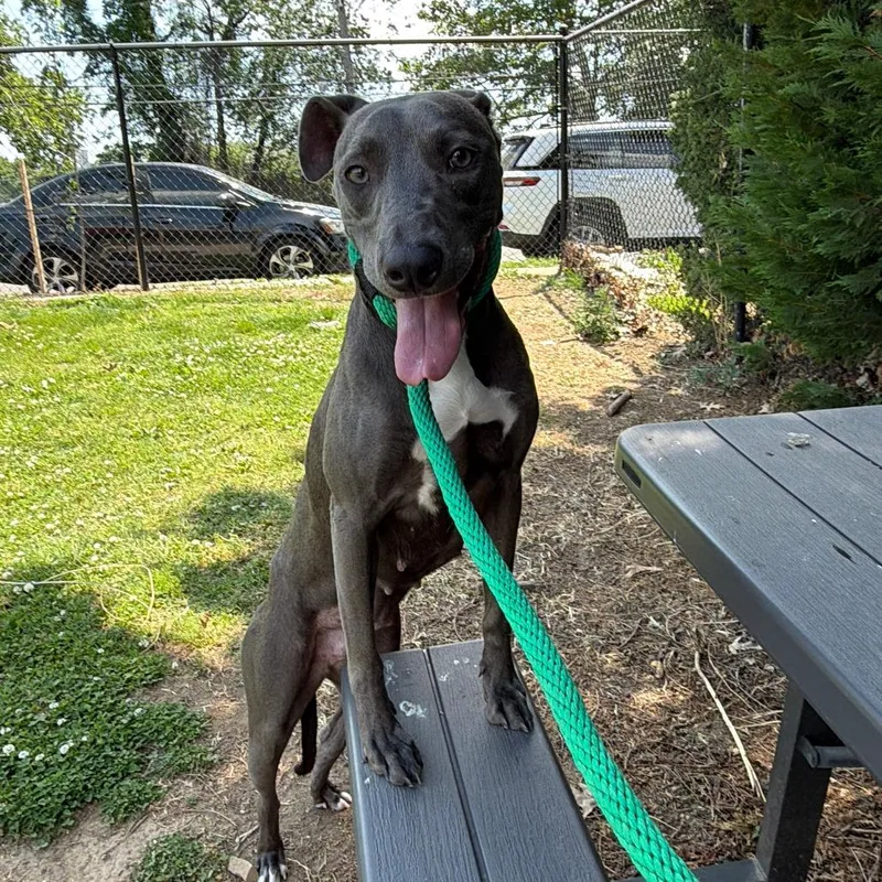 An adult medium-sized female Gray / Blue / Silver Mixed Breed dog named Lindley for adoption in Philadelphia, PA