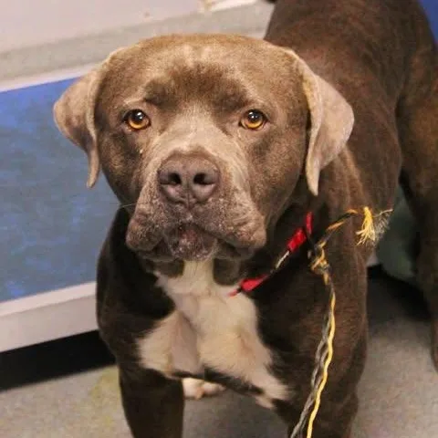 An adult medium-sized male Gray / Blue / Silver Pit Bull Terrier dog named 26-00532 for adoption in Fredericksburg, VA