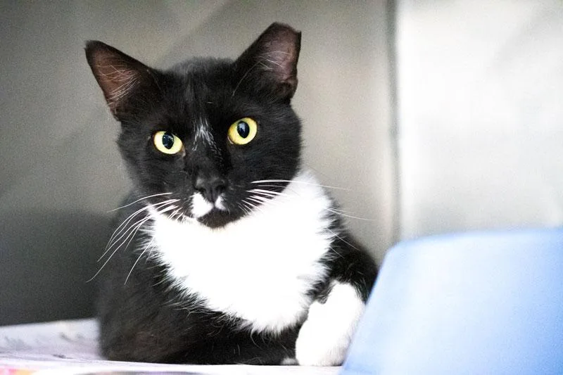 An adult medium-sized male Black & White / Tuxedo Domestic Short Hair cat named Jafar for adoption in Monroe, GA