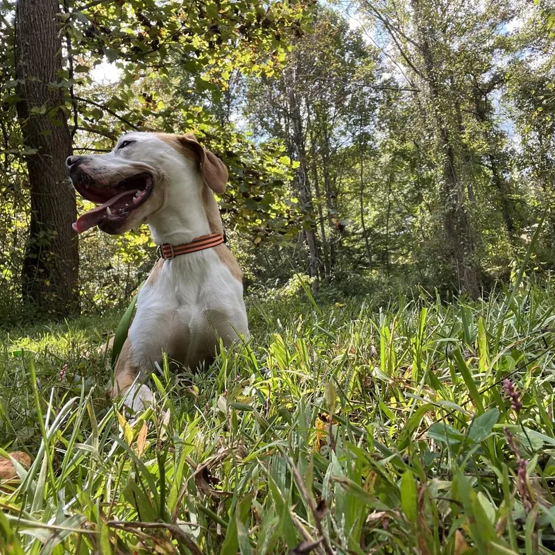 Hashbrown thumbnail 2