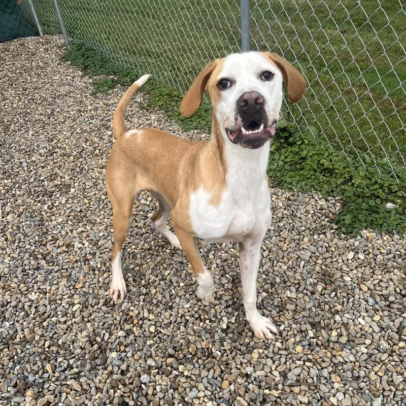 Hashbrown thumbnail 3