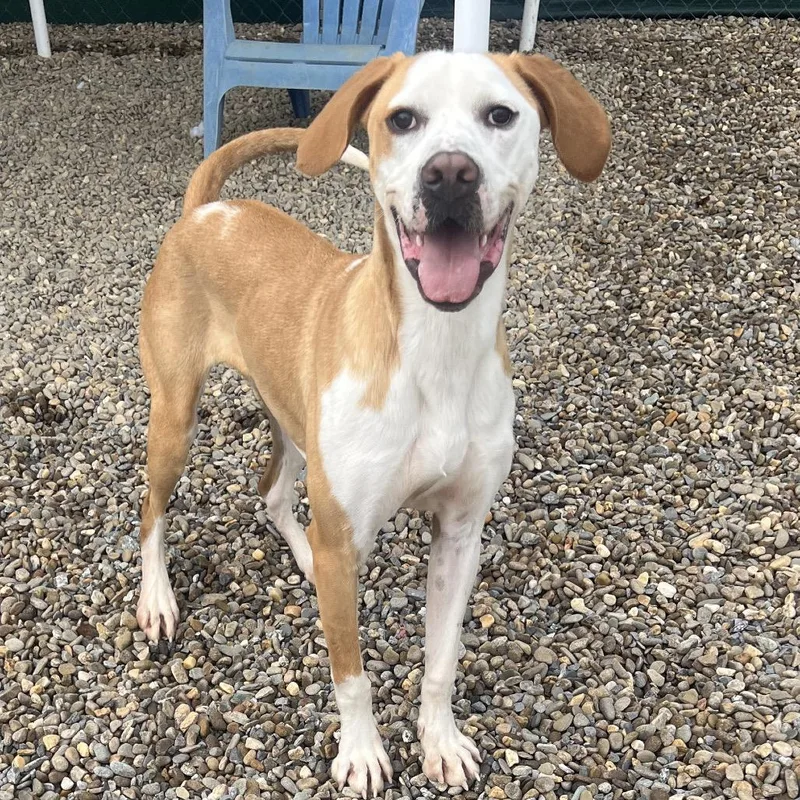 Hashbrown thumbnail 4