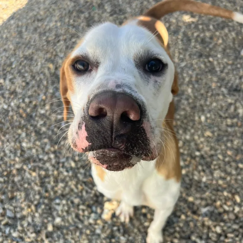 Hashbrown thumbnail 5