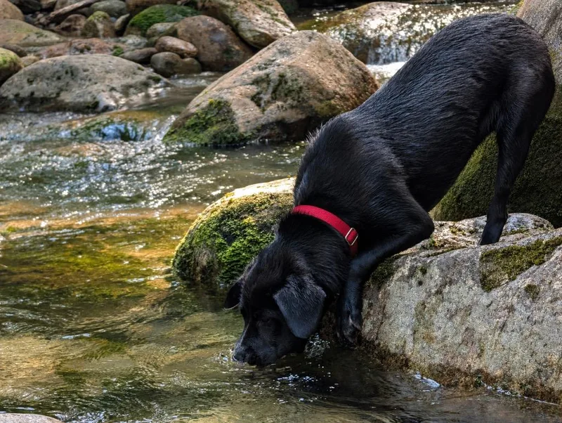 A baby medium-sized female Labrador Retriever dog named Indy for adoption in Princeton, MA