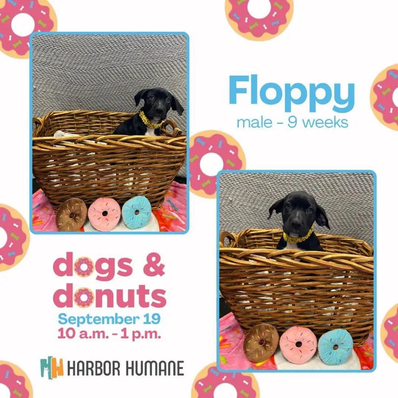 Floppy