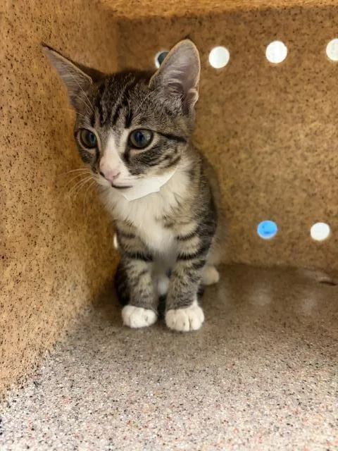 A baby small-sized female Domestic Short Hair cat named Miley for adoption in Riverside, CA
