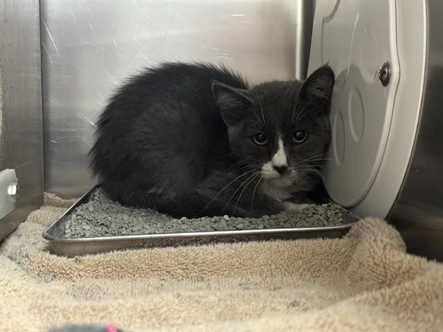 A young small-sized female Domestic Short Hair cat named Dolly for adoption in Colorado Springs, CO
