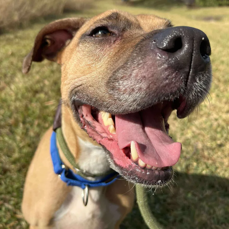 A young medium-sized female Bicolor Pit Bull Terrier dog named Natalia for adoption in Pearland, TX