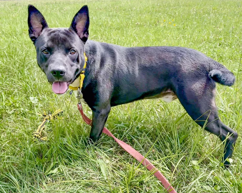 A young medium-sized male Black Pit Bull Terrier dog named Bud for adoption in Ashland, OH