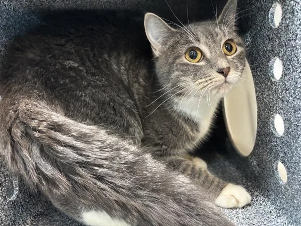 A young small-sized female Domestic Short Hair cat named Lilibet for adoption in New York, NY