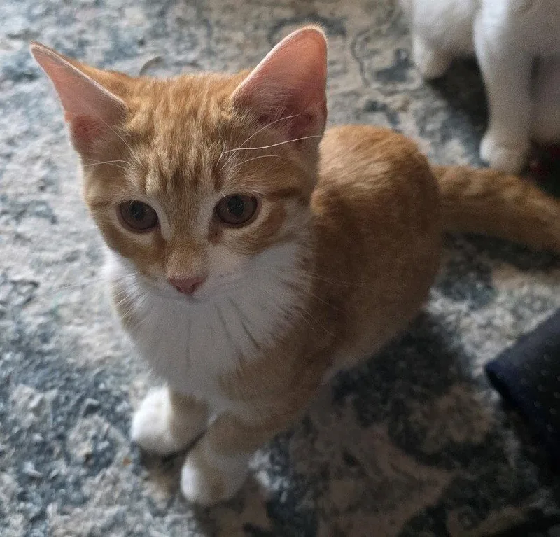 A young medium-sized male Domestic Short Hair cat named Peter for adoption in Phoenix, AZ
