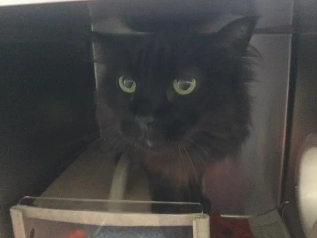 An adult medium-sized male Domestic Medium Hair cat named Prince for adoption in Thousand Palms, CA