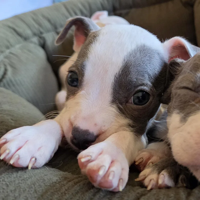 A baby medium-sized female White / Cream Pit Bull Terrier dog named Bones for adoption in Wyandotte, MI