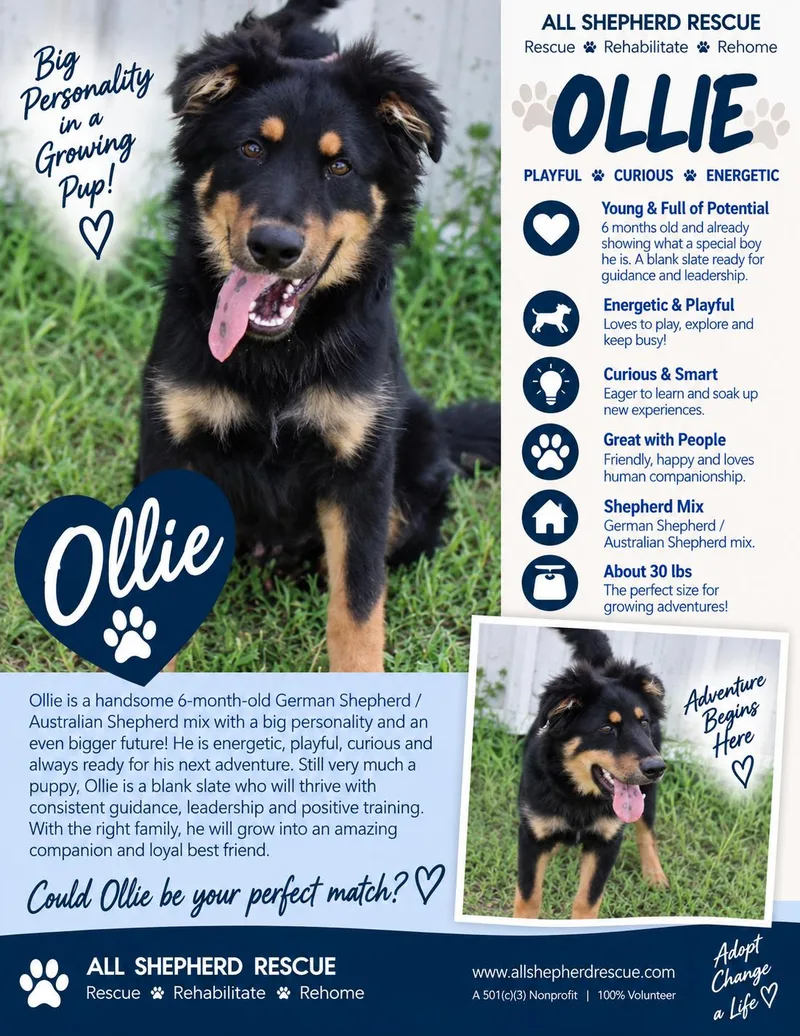 A baby medium-sized male German Shepherd Dog dog named Ollie for adoption in Baltimore, MD