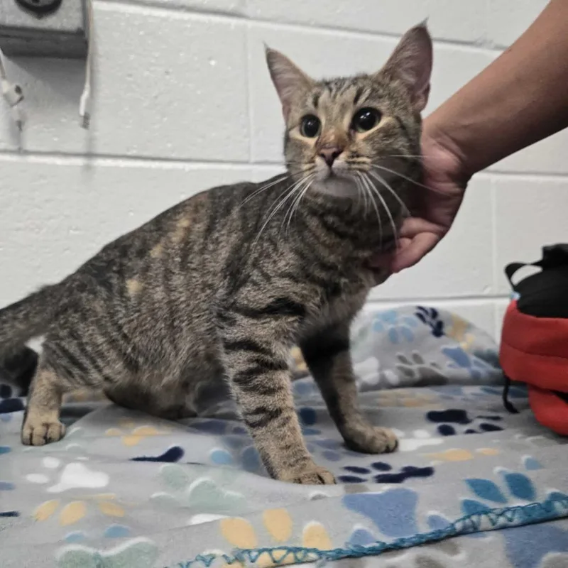 An adult small-sized female Brown / Chocolate Domestic Short Hair cat named Lani for adoption in Spruce Pine, NC