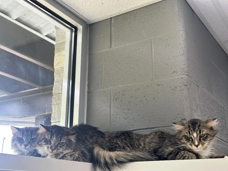 A young medium-sized male Domestic Short Hair cat named Biggie Boy for adoption in Johnson City, TN