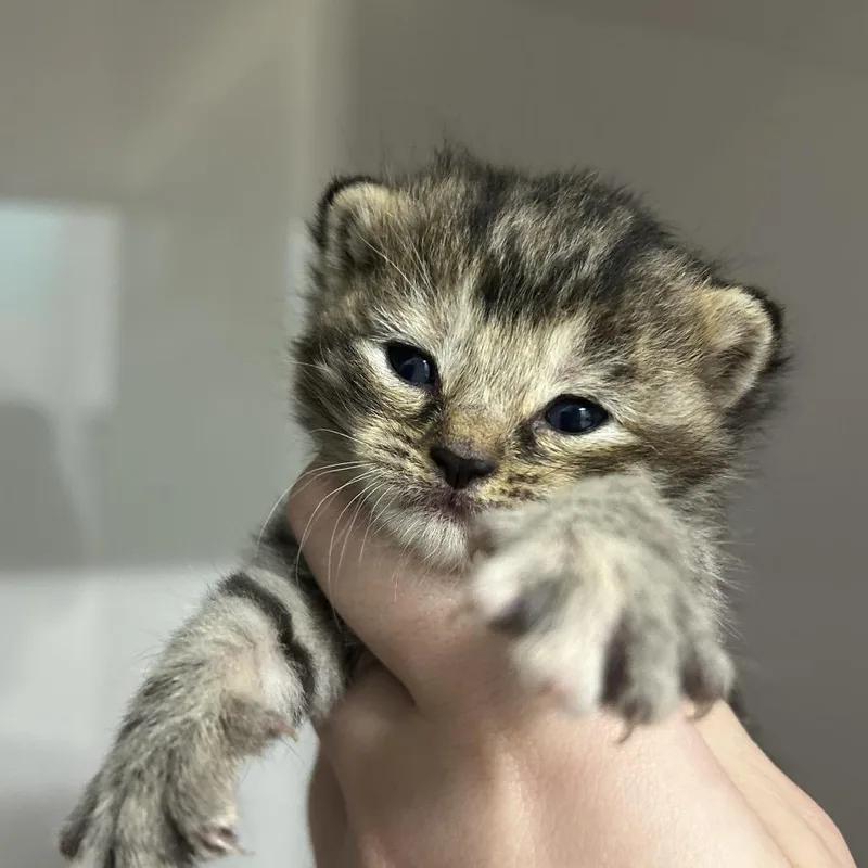 A baby small-sized female Gray / Blue / Silver Domestic Short Hair cat named Woolly Bugger for adoption in Charleston, WV