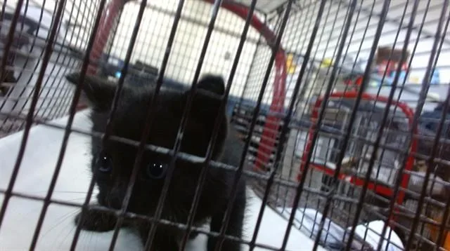 A baby small-sized female Domestic Short Hair cat named Winey for adoption in Miami, FL