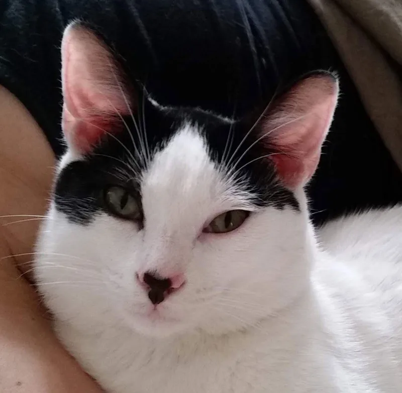 A senior medium-sized male Domestic Short Hair cat named Alfalfa for adoption in Los Angeles, CA