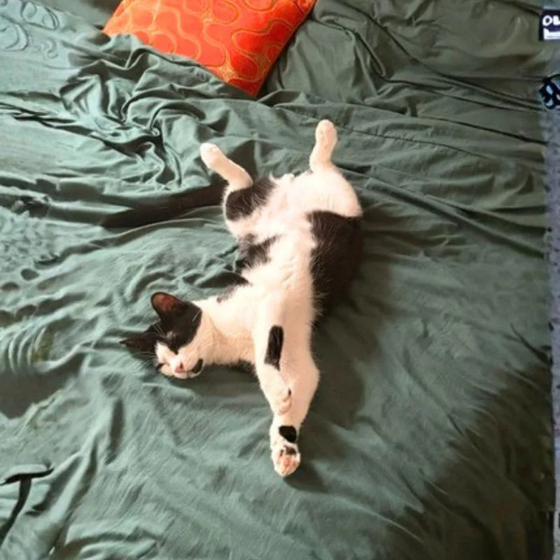 An adult medium-sized male Black & White / Tuxedo Domestic Short Hair cat named Herby for adoption in Brooklyn, NY