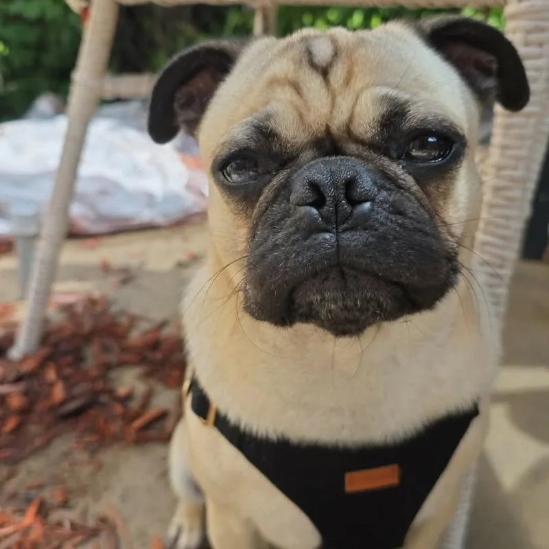 Oliver thumbnail 3