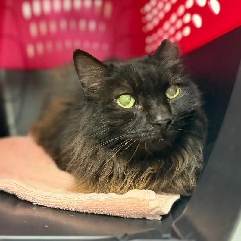 A senior medium-sized female Domestic Medium Hair cat named Mikayla for adoption in Sarasota, FL