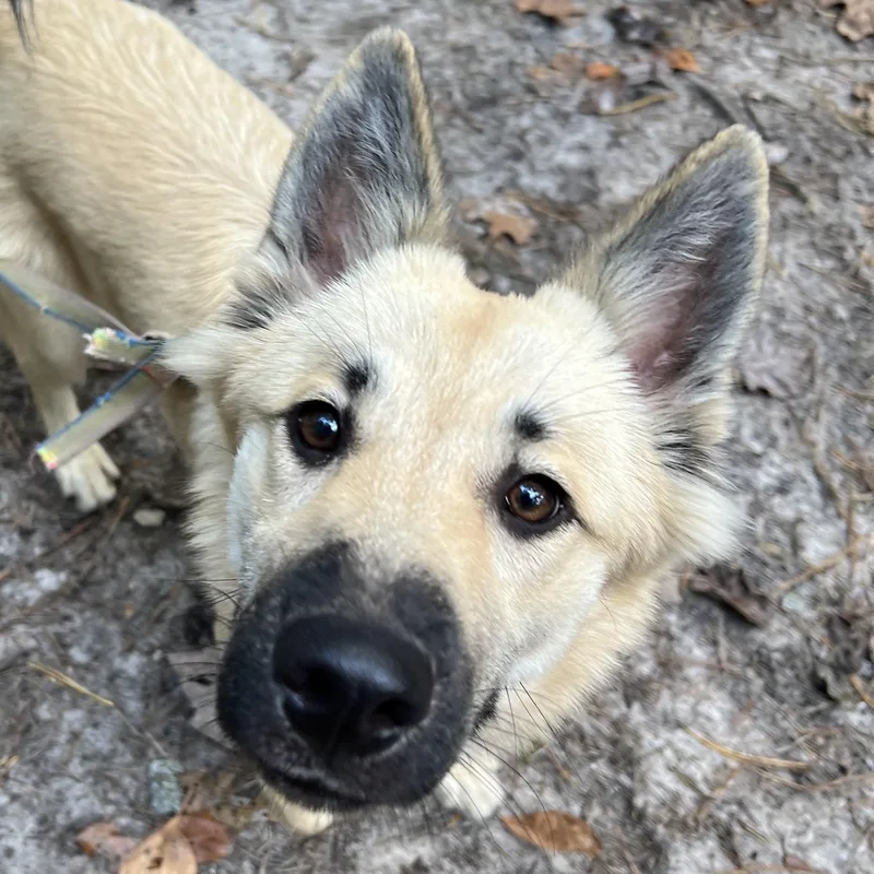 A young medium-sized female Black German Shepherd Dog dog named Darcy for adoption in Cedar Mountain, NC