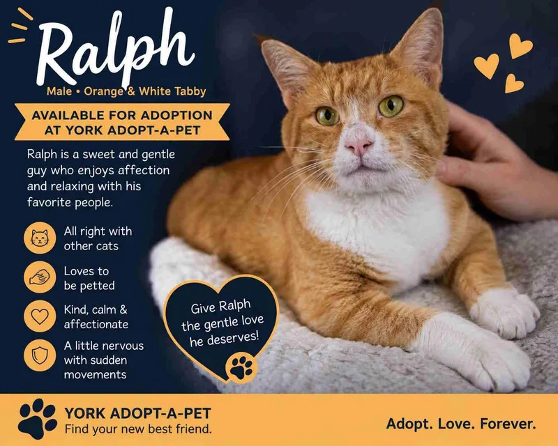 An adult medium-sized male Tabby (Orange / Red) Tabby cat named Ralph for adoption in York, NE