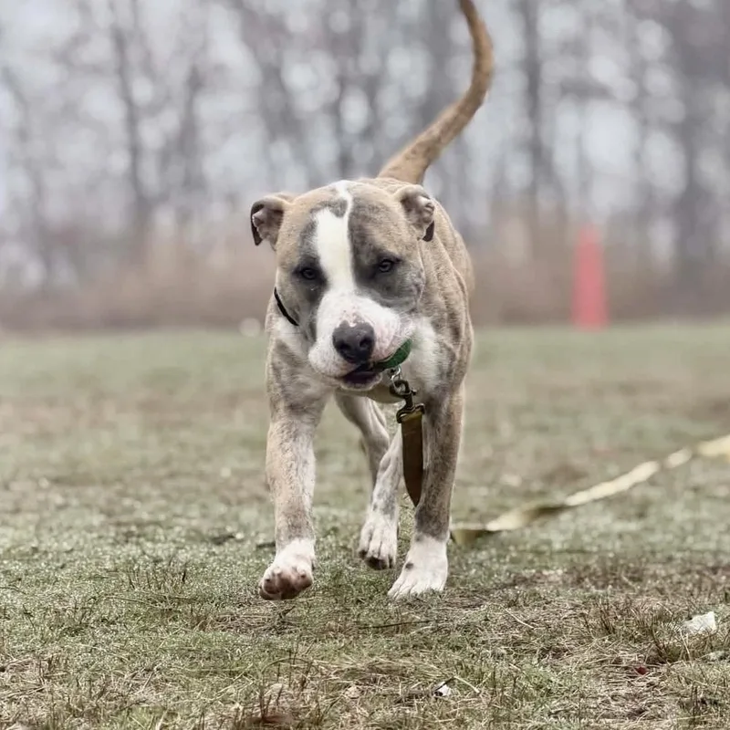 An adult medium-sized male American Staffordshire Terrier dog named Mako for adoption in Long Island City, NY