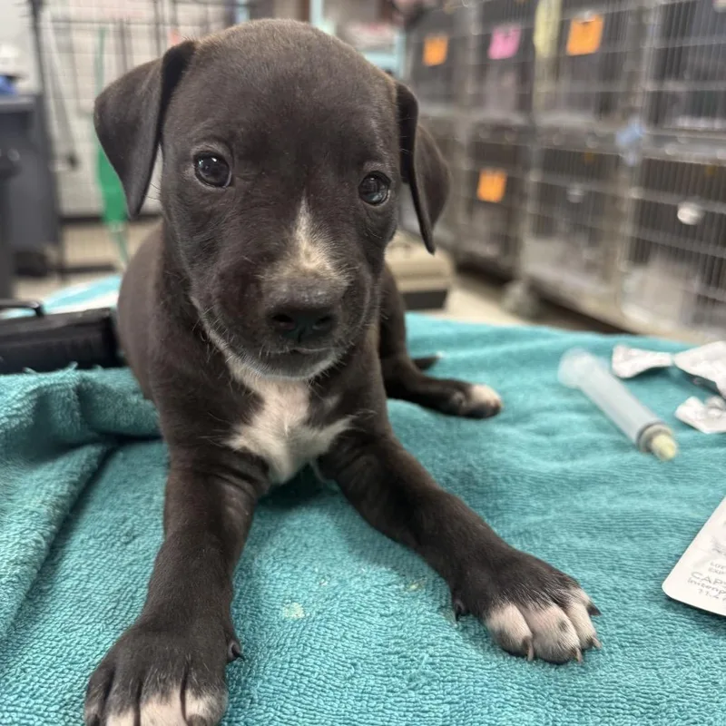 A baby small-sized female Black Pit Bull Terrier dog named Tamarack for adoption in East Saint Louis, IL