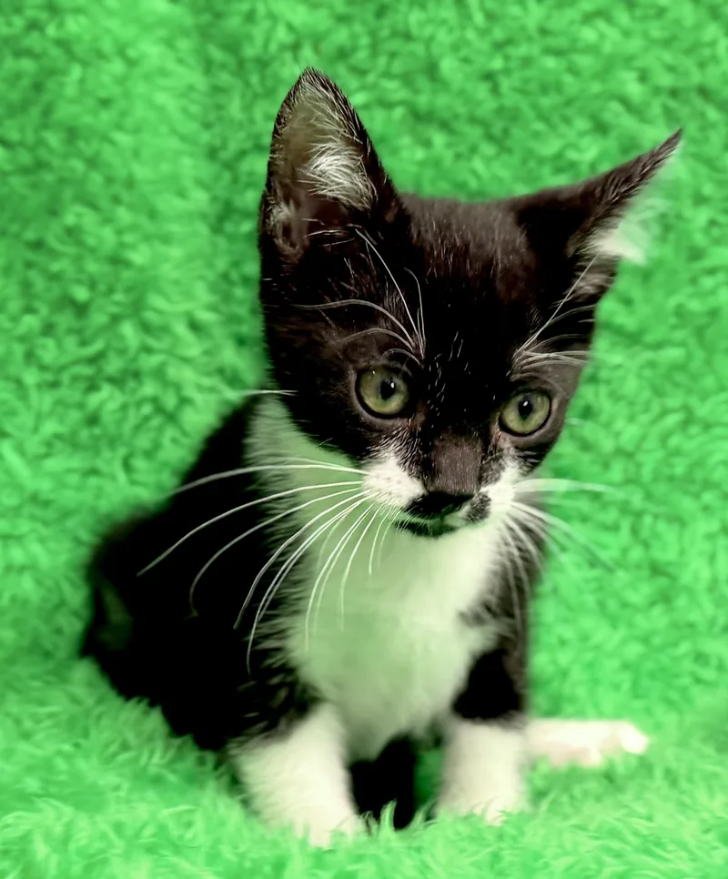 A baby medium-sized female Tuxedo cat named Dot for adoption in Horseshoe Bend, AR