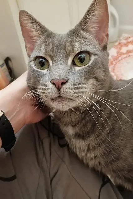 An adult medium-sized male Gray / Blue / Silver Tabby cat named Henry for adoption in New York, NY