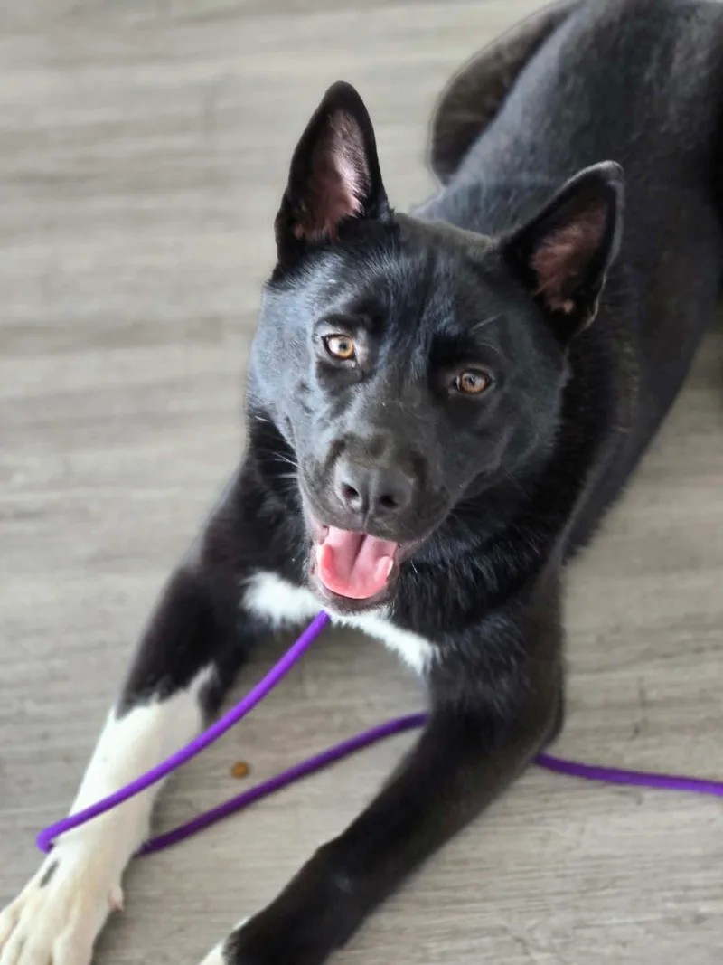 A baby medium-sized female Shepherd dog named Mittens for adoption in Yonkers, NY