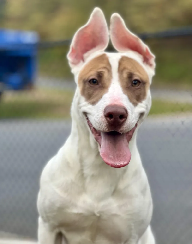 A young medium-sized female White / Cream American Staffordshire Terrier dog named Patches for adoption in Yonkers, NY