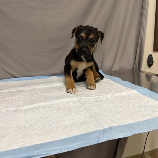 A baby small-sized male German Shepherd Dog dog named Squints for adoption in Agoura, CA