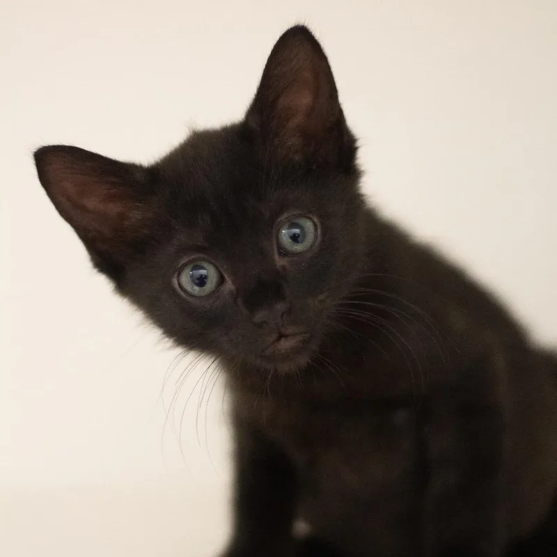 A baby small-sized male Domestic Short Hair cat named Apollo for adoption in Cumming, GA