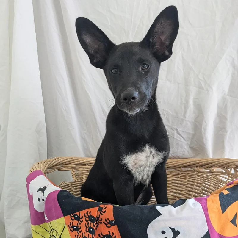 A baby medium-sized female German Shepherd Dog dog named Rune for adoption in Pensacola, FL
