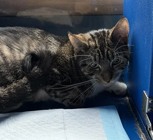 An adult small-sized female Domestic Short Hair cat named Tabitha for adoption in Westminster, MD