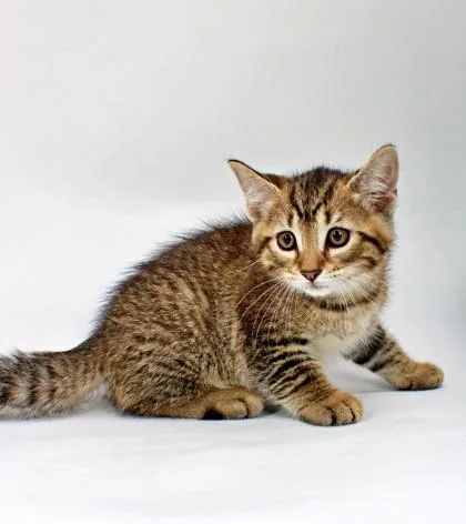 A baby small-sized male Domestic Medium Hair cat named Scar for adoption in Morton Grove, IL