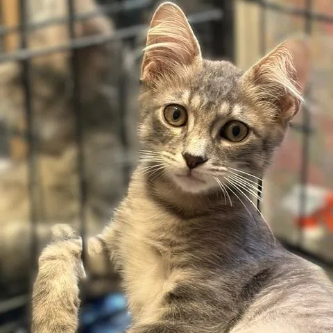 A baby small-sized male Domestic Short Hair cat named Teddy for adoption in League City, TX