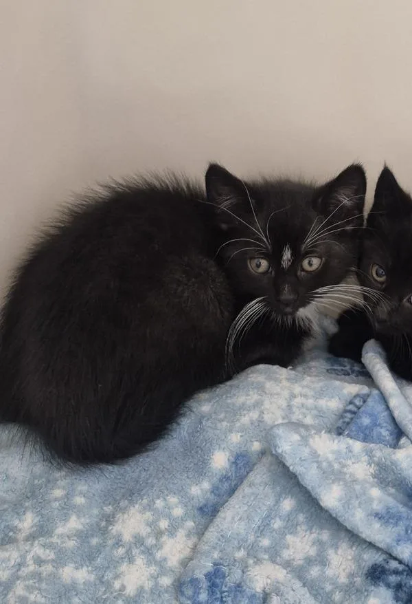 A baby small-sized female Domestic Short Hair cat named Ecuador for adoption in Napa, CA