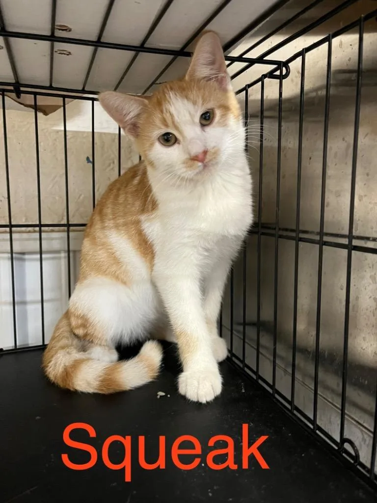 A baby small-sized male Domestic Short Hair cat named Squeak for adoption in Princeton, IN