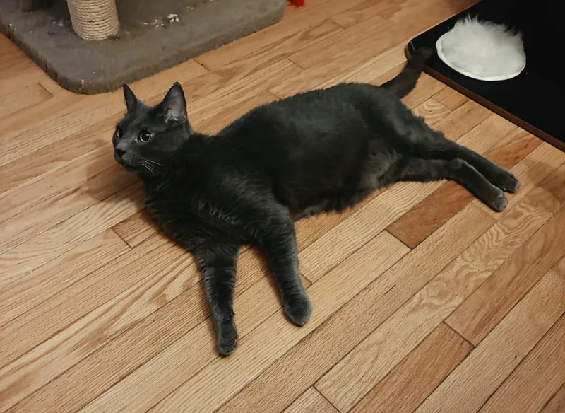 An adult medium-sized male Gray / Blue / Silver Domestic Short Hair cat named Reza for adoption in Berkeley Heights, NJ