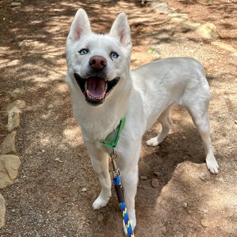 An adult medium-sized female White / Cream Husky dog named Calypso for adoption in Waynesville, NC