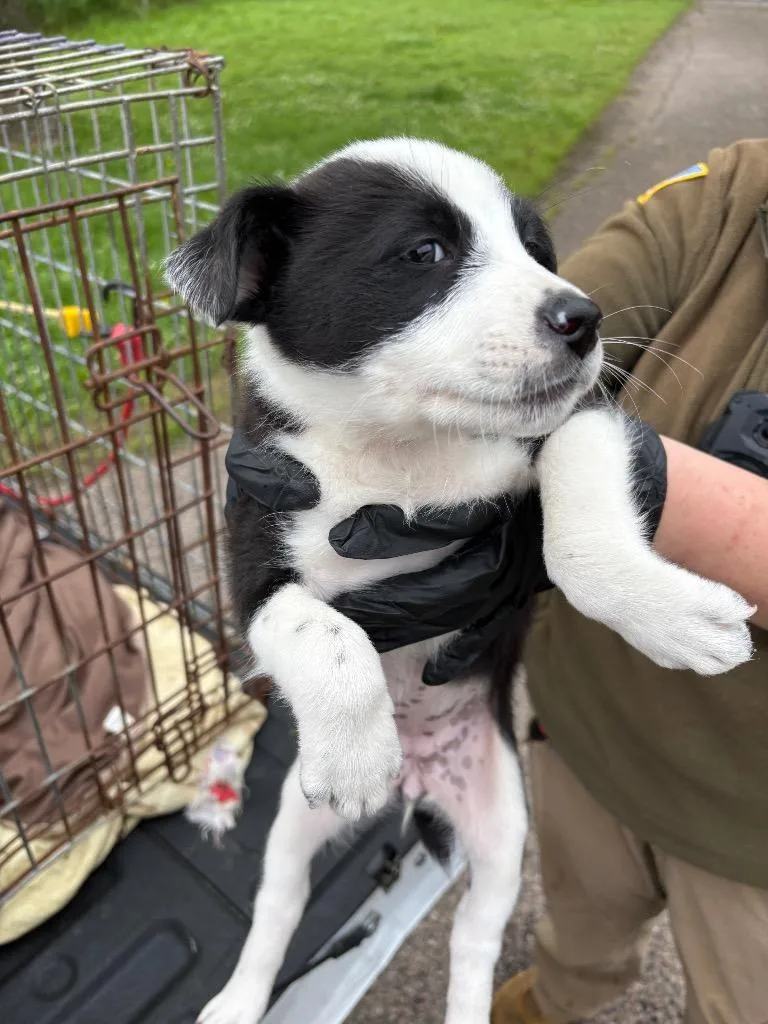 A baby medium-sized female Collie dog named Bonnie for adoption in Ada, OK