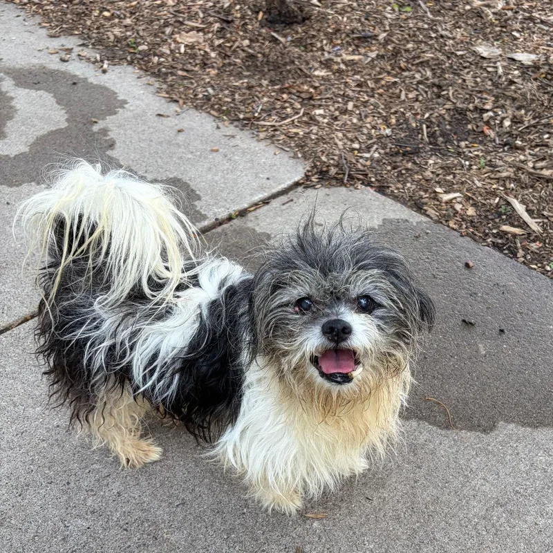A senior small-sized male White / Cream Shih Tzu dog named Eugene D for adoption in Minneapolis, MN